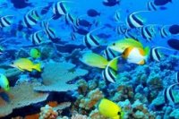 Veľký koralový útes