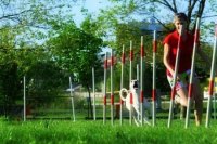 Agility klub Nitra