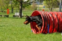 Agility klub Nitra
