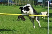 Agility klub Nitra