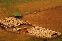 Ovca v karanténe po prepuknutí epidémie nádchy v Zariadení pre enormne kučeravú zver pri Kanaši (mestská časť Veľkého Šariša).