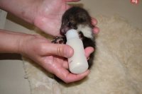 V teple, sýtosti a materskej starostlivosti štátnych ochranárov.