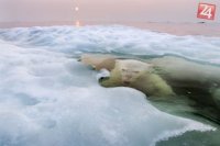 Prvé miesto v kategórii Príroda a hlavnú cenu Grand Prize si odniesla fotografia ľadovej medvedice
