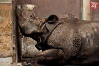 Indický nosorožec v zoologickej záhrade v Toronte - Zvláštne uznanie v kategórii Príroda