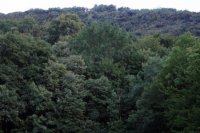 Pohľad na Ostrý Kameň od nádrže - medzi stromami jemne tušiť siluetu hradu