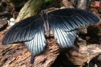 Monika Nyárádyová