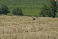 Najprv sa usadil na pokosenom poli