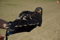 Krátko pred pokusným letom po niekoľko týždňovom pobyte vo voliére.