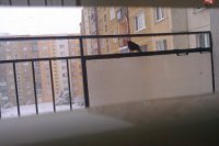 Drozd na balkóne od čitateľky Kitaky