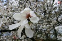 Stačí privoňať...