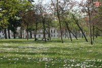 V záhrade za Prezidentským palácom vykvitli sedmokrásky.