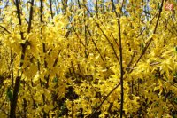 Zlatý dážď skrášľuje nejednu bratislavskú ulicu.