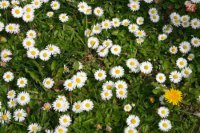 Horenos nezbadá krásu, ktorá mu vyrástla pod nohami