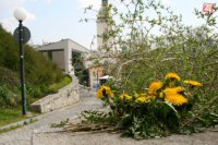 Púpava, žltý posol jari