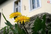 Púpave stačí aj málo, vyrastie aj na Zámockých schodoch