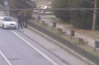 V ranných hodinách bola v Prešove priamo pri čine prichytená osoba, ktorá sa snažila z  parku na Hlavnej ulici odcudziť okrasnú drevinu.