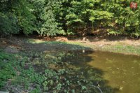 Na snímke pokles hladiny vody v jazierku v dôsledku horúčav pri zámku v Smoleniciach