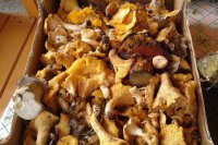 Hubárske úlovky Banskobystričanky Tatiany Fikusovej.