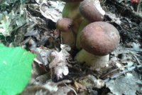 Hubárske úlovky Banskobystričanky Tatiany Fikusovej.