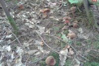 Hubárske úlovky Banskobystričanky Tatiany Fikusovej.