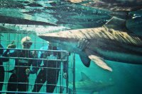 Potápanie so žralokmi, Durban Južná Afrika