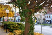 Obrázky jesene z Prešova, aj takto to v týchto dňoch vyzerá v uliciach mesta. Foto: Vlado Salzer