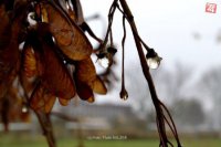 Opadané lístie zo stromov sfarbené väčšinou do oranžova. Typické znaky jesene aj v Prešove.