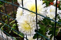 Momentky z ulíc Prešova počas tohtoročnej jesene. Foto: Vlado Salzer