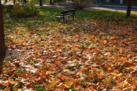 Opadané lístie zo stromov sfarbené väčšinou do oranžova. Typické znaky jesene aj v Prešove.