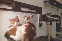 Zdroj foto: Mačacia kaviareň Mačinézy