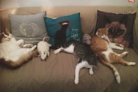 Zdroj foto: Mačacia kaviareň Mačinézy