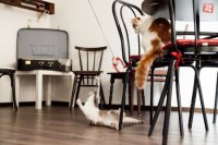 Zdroj foto: Mačacia kaviareň Mačinézy