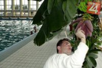 Na plavárni v Žiline  pestovateľ  citrusov Pavol Konečný umiestnil  vo veľkých kvetináčoch banánovníky. Teplo a vlhkosť spôsobili, že za tri mesiace  zakvitli a vyrástlo  80 kusov banánov. Fotka vznikla 15. 4. 2002.