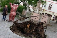 Vyvrátený strom na Františkánskom mámesti v roku 2014 Zdroj: cas.sk