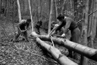 Snímka zo 14. októbra 1964 v Hrabušiciach. Žiaci mali praktické cvičenie z ťažby a manipulácie s drevom.