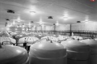 V obrovských nádržiach pivo kvasilo. foto: Gabriel Bodnár