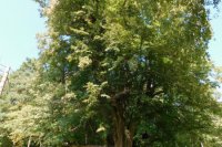 Majestátna lipa stojí za pozretie