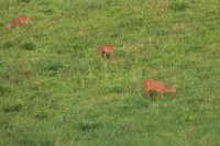 Srna s dvomi srnčatami pri Kanaši