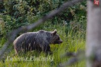 Medveď hnedý - Ursus arctos
