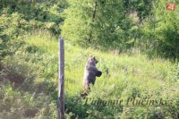 Medveď hnedý - Ursus arctos