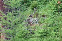 Jeleň lesný - Cervus elaphus