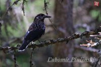 Orešnica perlovaná - Nucifraga caryocatactes