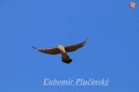 Sokol myšiar - Falko tinnunculus