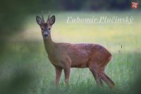 Srnec lesný - Capreolus capreolus