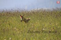 Líška obyčajná - Vulpes vulpes