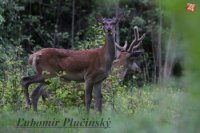 Jeleň lesný - Cervus elaphus