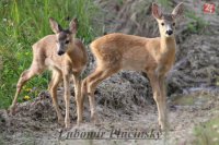 Srnec lesný - Capreolus capreolus