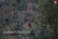 Jeleň lesný - Cervus elaphus