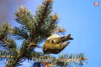 Králiček zlatohlavý - Regulus regulus