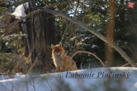 Líška obyčajná - Vulpes vulpes